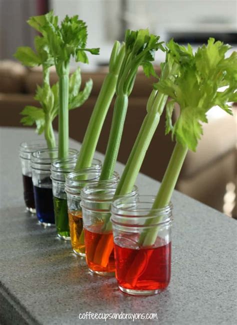 Celery Science Experiment For Kids Coffee Cups And Celery Science Experiment - Celery Science Experiment