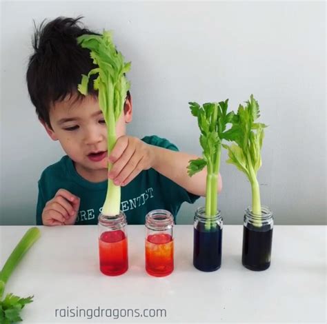 Celery Science Experiment Transpiration Ages 3 Celery Science Experiment - Celery Science Experiment