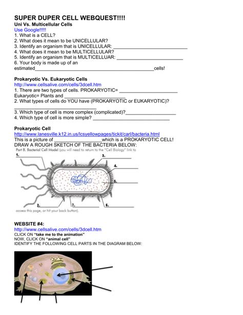 Cell Alive Worksheet Answers   Cells Alive Worksheet Key By Biologycorner Tpt - Cell Alive Worksheet Answers