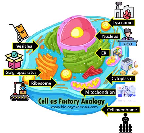Cell Analogy Cell As Factory Cell Biology Biology Cell And Factory Worksheet - Cell And Factory Worksheet