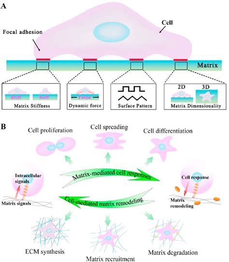 cell and matrix mechanics