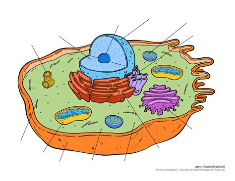 Cell Blank Diagram