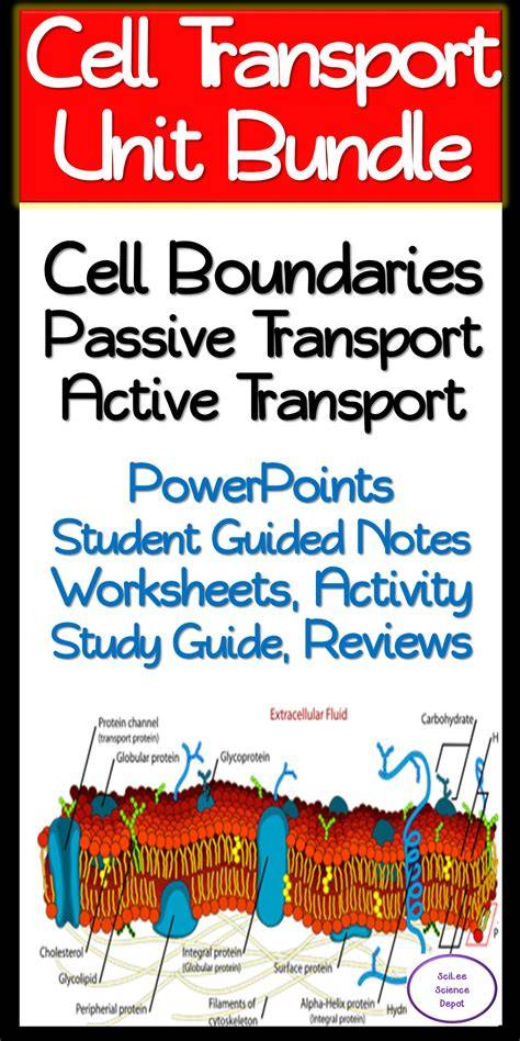 cell boundaries and cellular transport study guide