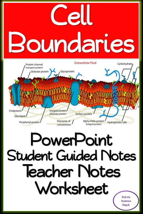 Cell Boundaries Powerpoint Illustrated Student Guided Notes Worksheet Cellular Boundaries Worksheet Answers - Cellular Boundaries Worksheet Answers