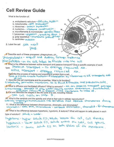 cell boundaries section review answer key