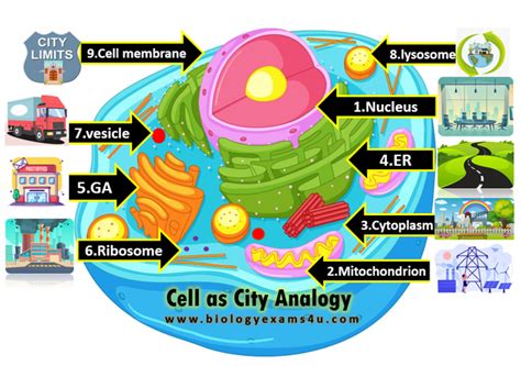 Cell City Biology Libretexts Cell City Worksheet - Cell City Worksheet