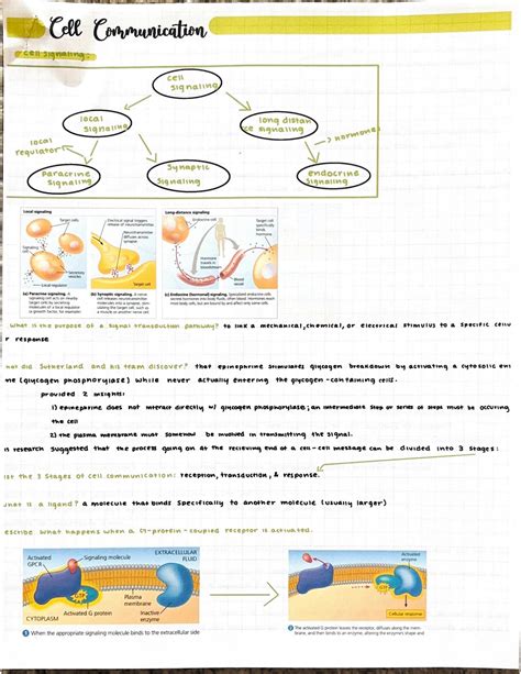 Cell Communication Ap Bio Study Guide Answers