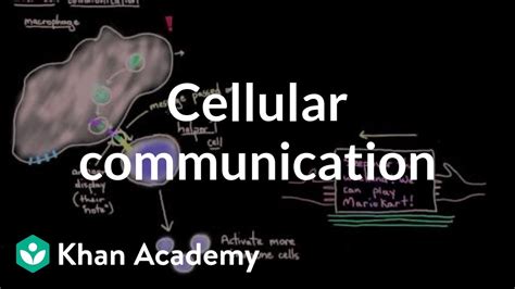 Cell Communication Practice Khan Academy Cell Communication Worksheet Answers - Cell Communication Worksheet Answers