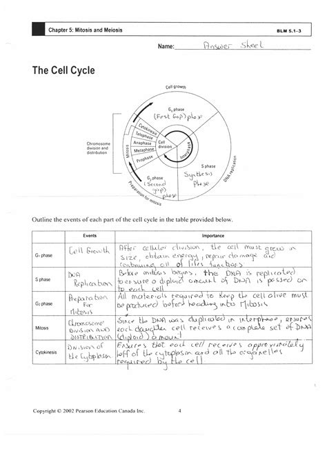Cell Cycle Activity Live Worksheets Cell Cycle Activity Worksheet - Cell Cycle Activity Worksheet