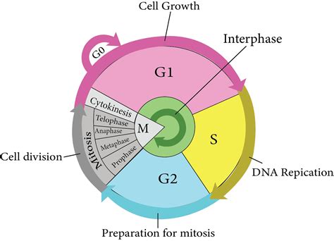 Cell Cycle And Cell Division Pdf