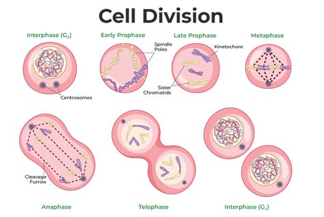 Cell Cycle And Cellular Division Answer Key