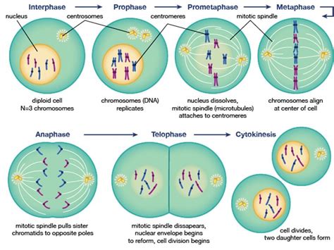 cell cycle and cellular reproduction chapter review