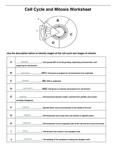 Cell Cycle And Mitosis Answer Key