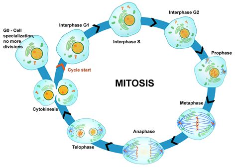 Cell Cycle And Mitosis Biology Libretexts Cell Cycle Worksheet - Cell Cycle Worksheet