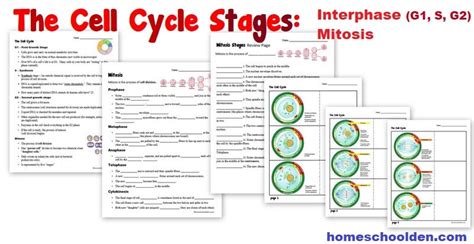 cell cycle and mitosis packet answer