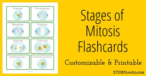 Cell Cycle And Mitosis Packet Flashcards Quizlet Cell Division Mitosis Worksheet Answers - Cell Division Mitosis Worksheet Answers