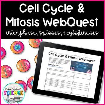 Cell Cycle And Mitosis Webquest Quia