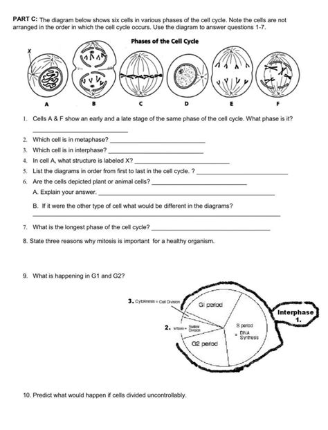 Cell Cycle And Mitosis Worksheet Packet Homeschool Den Cell Cycle Activity Worksheet - Cell Cycle Activity Worksheet