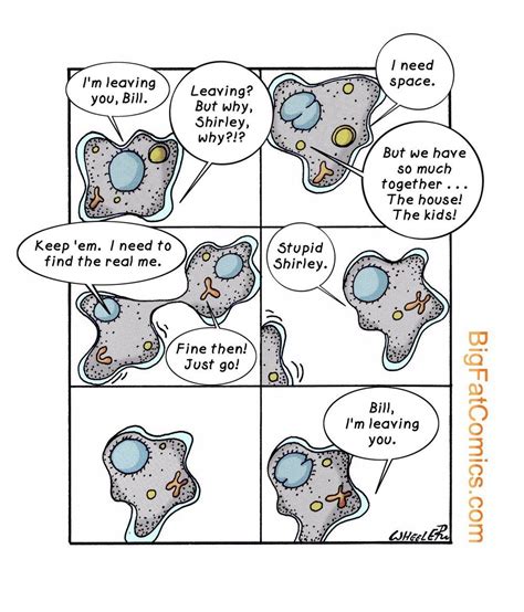 Cell Cycle Comic Strip