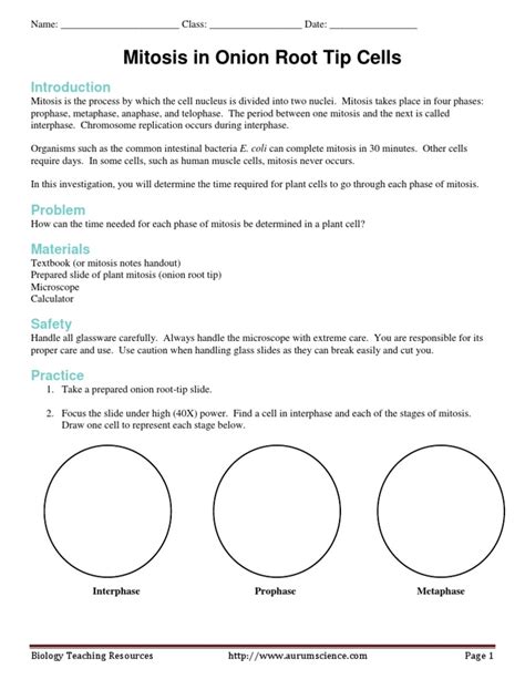 Cell Cycle In Onion Roots Lab Key Observing Cell Division Mitosis Worksheet Answers - Cell Division Mitosis Worksheet Answers