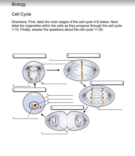 Cell Cycle Labeling Biology Libretexts Cell Cycle Worksheet - Cell Cycle Worksheet