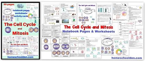 Cell Cycle Mitosis Lab Packet Answers