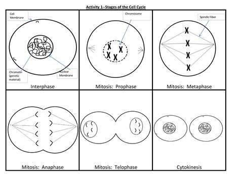 Cell Cycle Mitosis Manipulatives Group Activityand Worksheet Cell Cycle Activity Worksheet - Cell Cycle Activity Worksheet