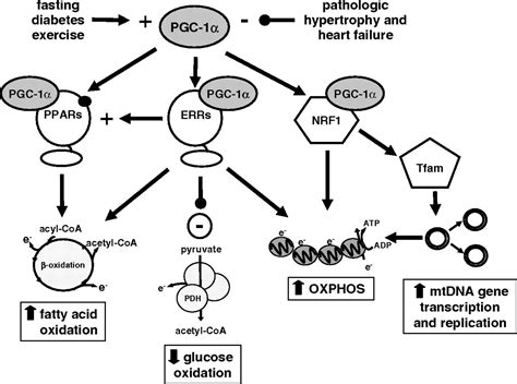 Cell Cycle Pgc1