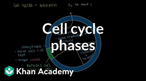 Cell Cycle Practice Khan Academy Cell Cycle Labeling Worksheet Answers - Cell Cycle Labeling Worksheet Answers