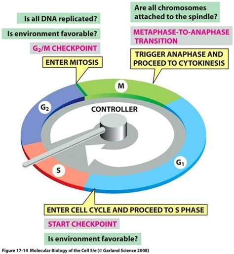 Cell Cycle Principles Of Control