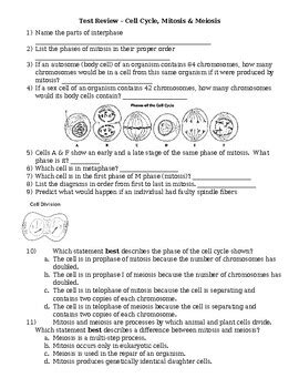 Cell Cycle Test Answer Sheet