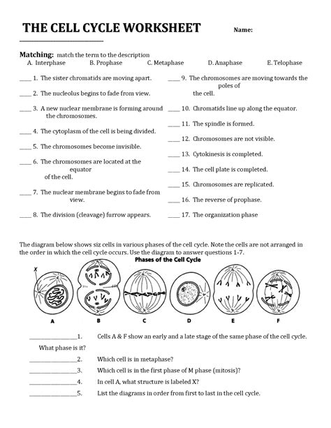Cell Cycle Worksheet