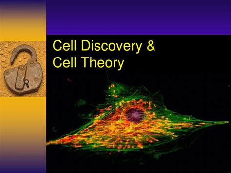Cell Discovery Amp Cell Theory 741 Plays Quizizz Cell Theory Worksheet 7th Grade - Cell Theory Worksheet 7th Grade