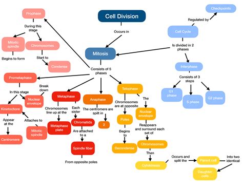 Cell Division Concept Map