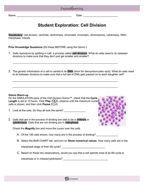Cell Division Explore Learning Gizmo Answers