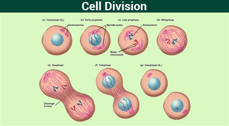 cell division flowchart