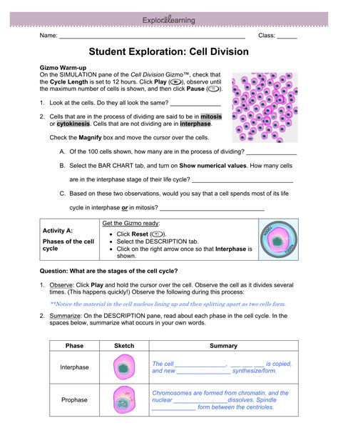 Cell Division Gizmo Answer Key