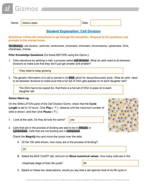 Cell Division Gizmo Name Alexia Lopez Date Student Cell Cycle Labeling Worksheet Answers - Cell Cycle Labeling Worksheet Answers