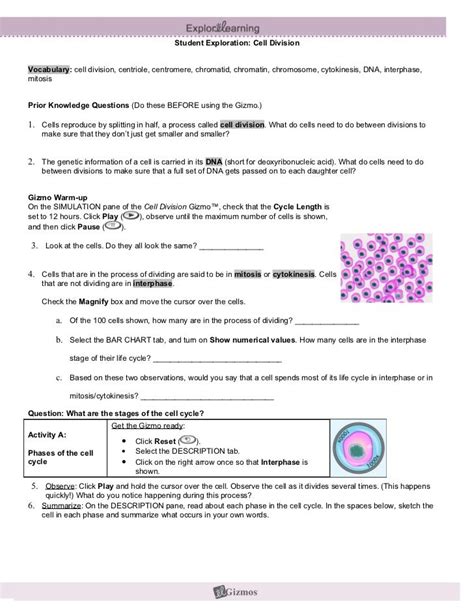 Cell Division Gizmos Answers Sheet Pdf Name Date Cell Division Gizmo Worksheet Answers - Cell Division Gizmo Worksheet Answers