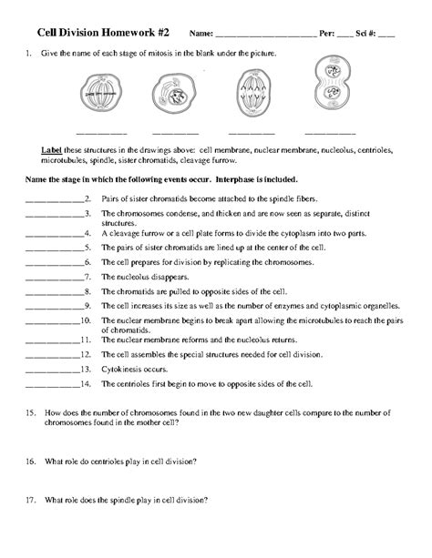 Cell Division Homework 3 Answer Key