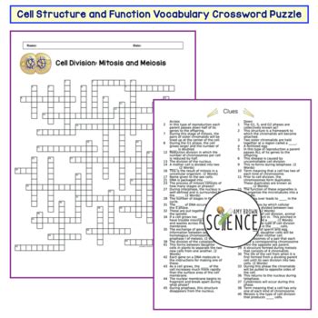 Cell Division Mitosis And Meiosis Crossword Puzzle Flashcards Cell Division Mitosis Worksheet Answers - Cell Division Mitosis Worksheet Answers
