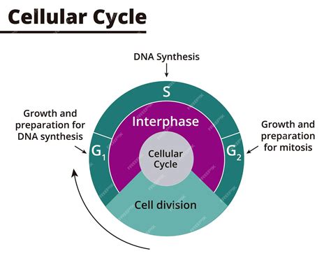 Cell Division Pdf