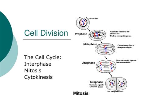Cell Division Ppt
