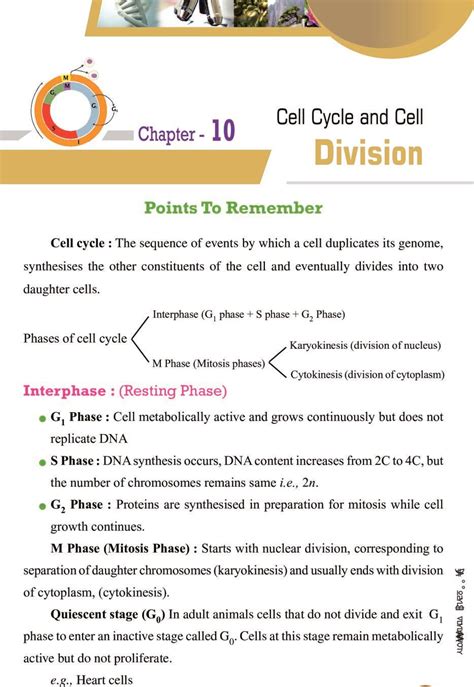 Cell Division Questions And Revision Mme Cell Division Mitosis Worksheet Answers - Cell Division Mitosis Worksheet Answers