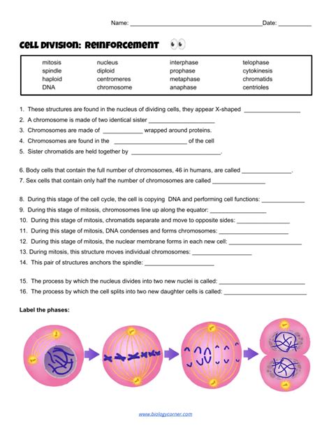 Cell Division Reinforcement