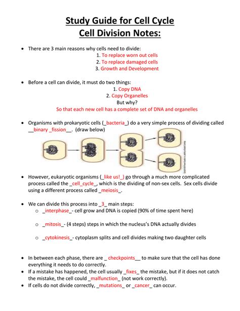Cell Division Study Guide Key
