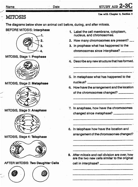 Cell Division Worksheet
