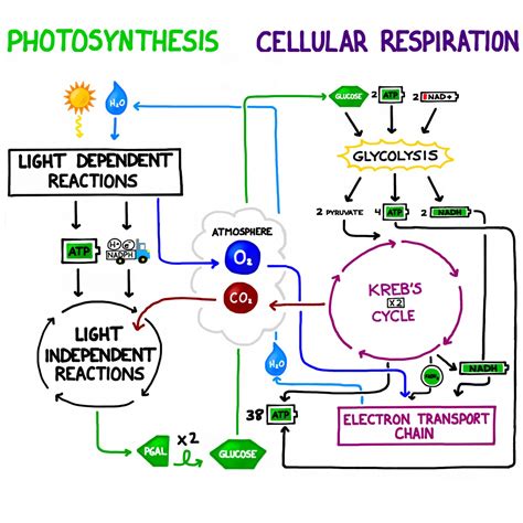 Cell Energy Unit Photosynthesis And Cellular Respiration Cellular Respiration Flow Chart Worksheet - Cellular Respiration Flow Chart Worksheet
