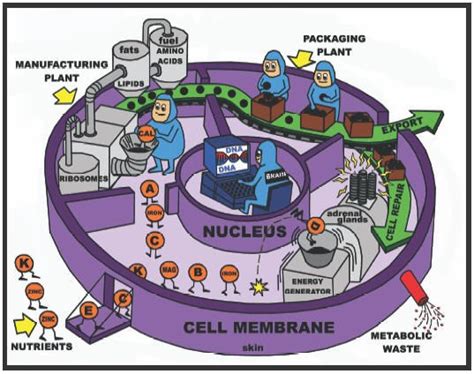 Cell Factory Analogy