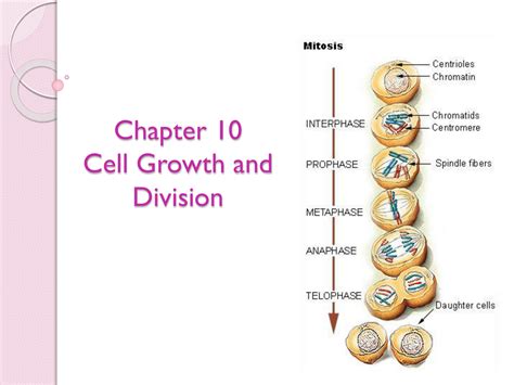 Cell Growth And Division Study Guide Answers
